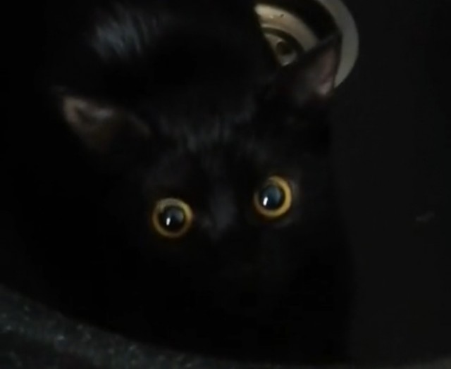 Котик скучает
