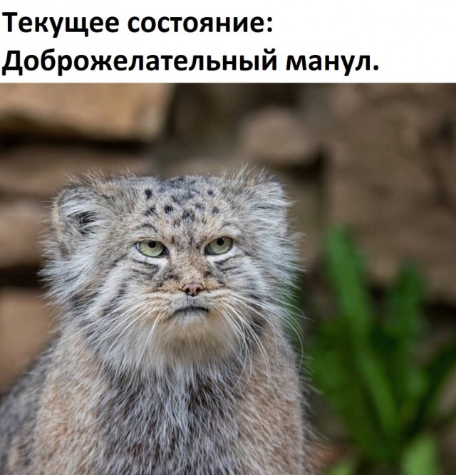 10 любопытных фактов о манулах, которых вы не знали