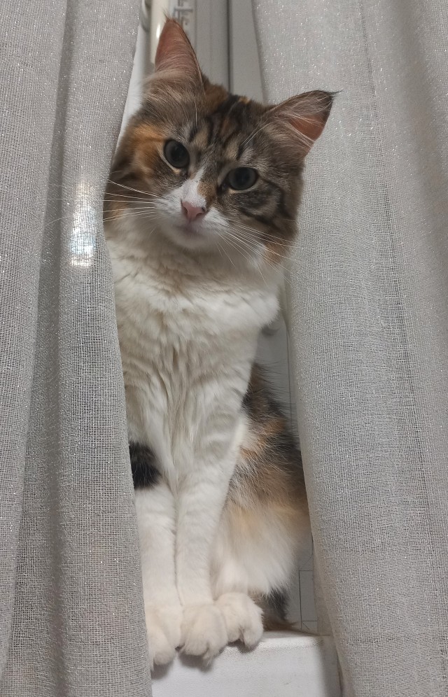 С котовторником ЯПовцы