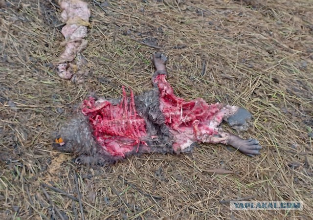 Когда бобер рубит дерево, он постоянно прислушивается