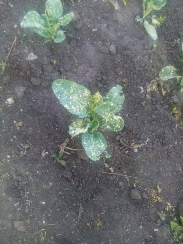 Саратовское село с самолета опрыскали гербицидами. У жителей погиб урожай