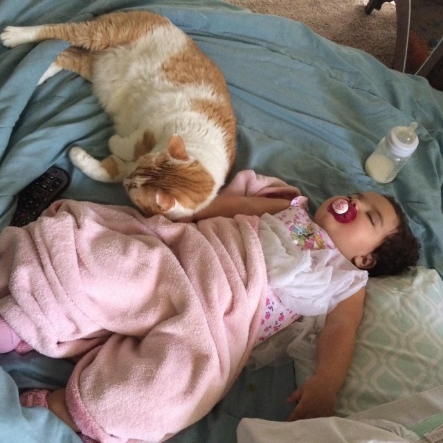 Старенький котик очень любит маленькую девочку