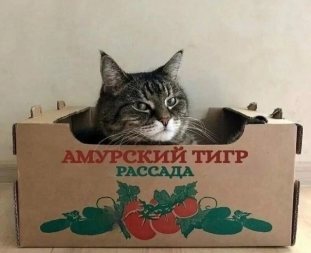 35 картинок от соседа Петросяна
