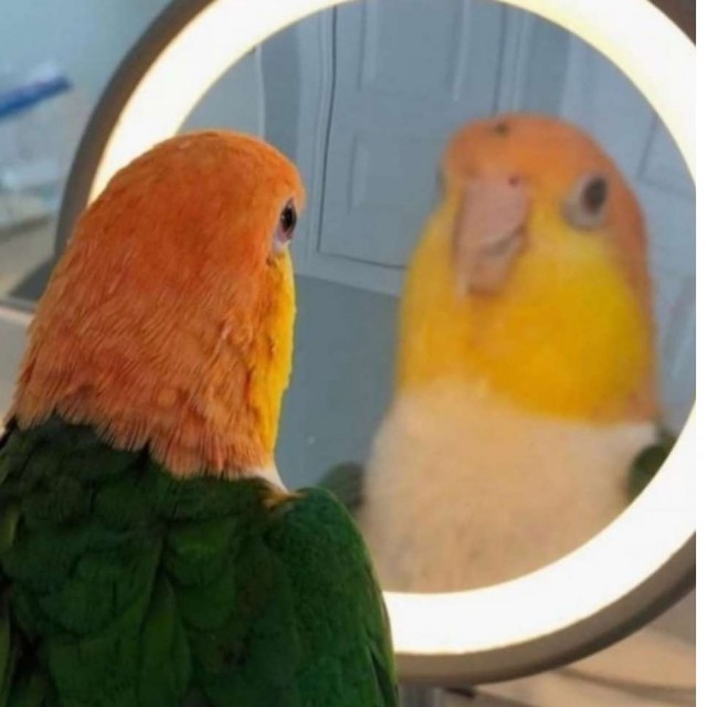 Маски-Шоу или Конкурс Короткого Креатива №31