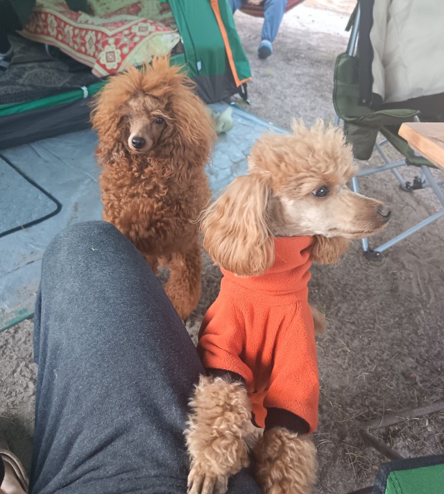 Собакочетверг на природе