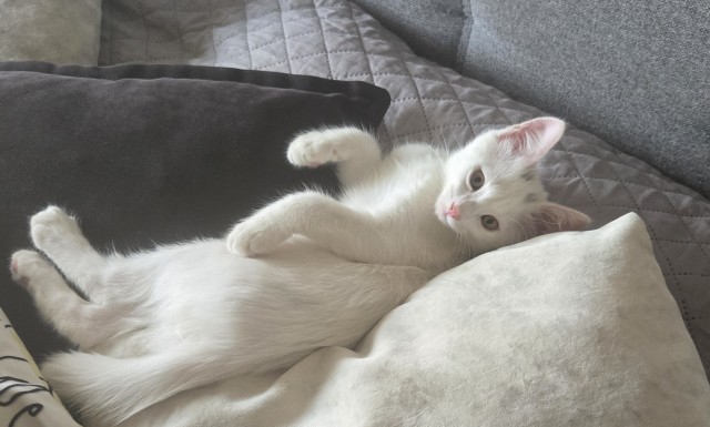 Вторник - котовторник