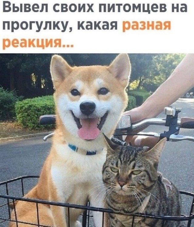 Так себе картинки 02.10.25