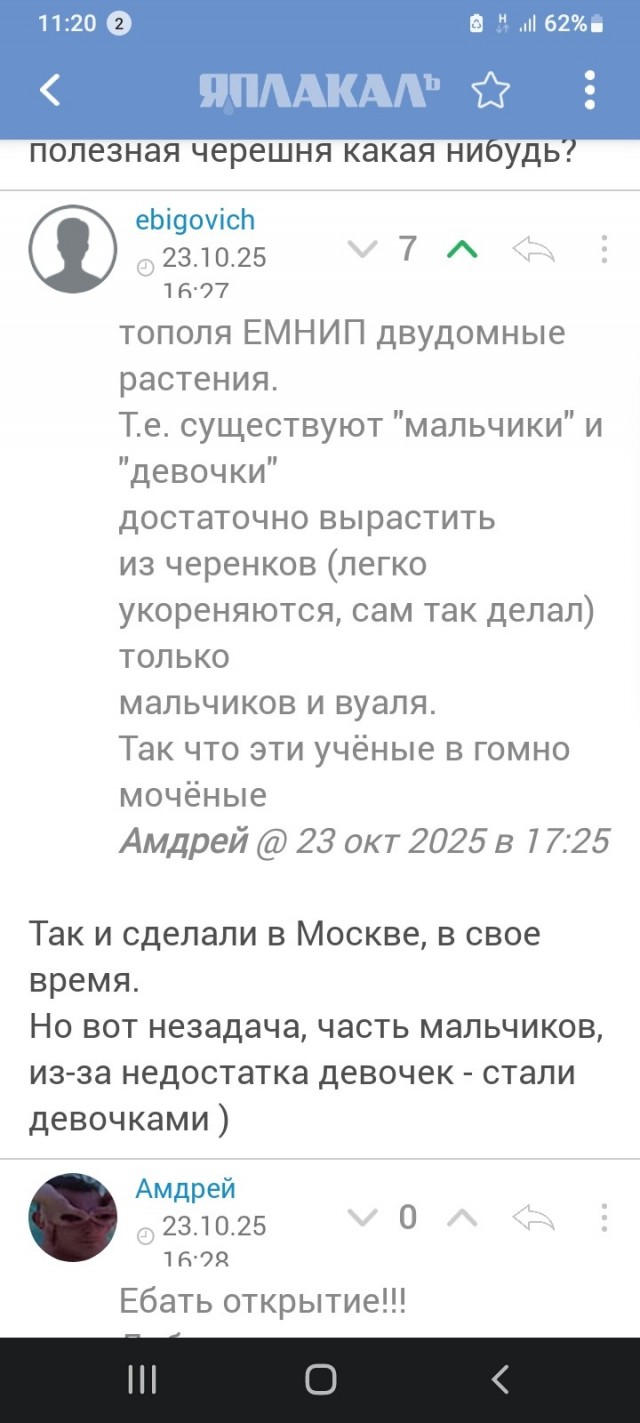 Учёные из Северной столицы нашли способ избавить деревья от пуха