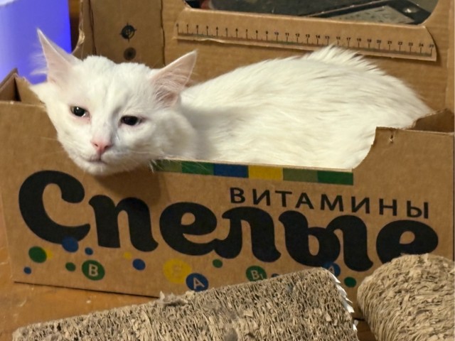 К котовторнику