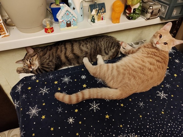 Котофторник жеж