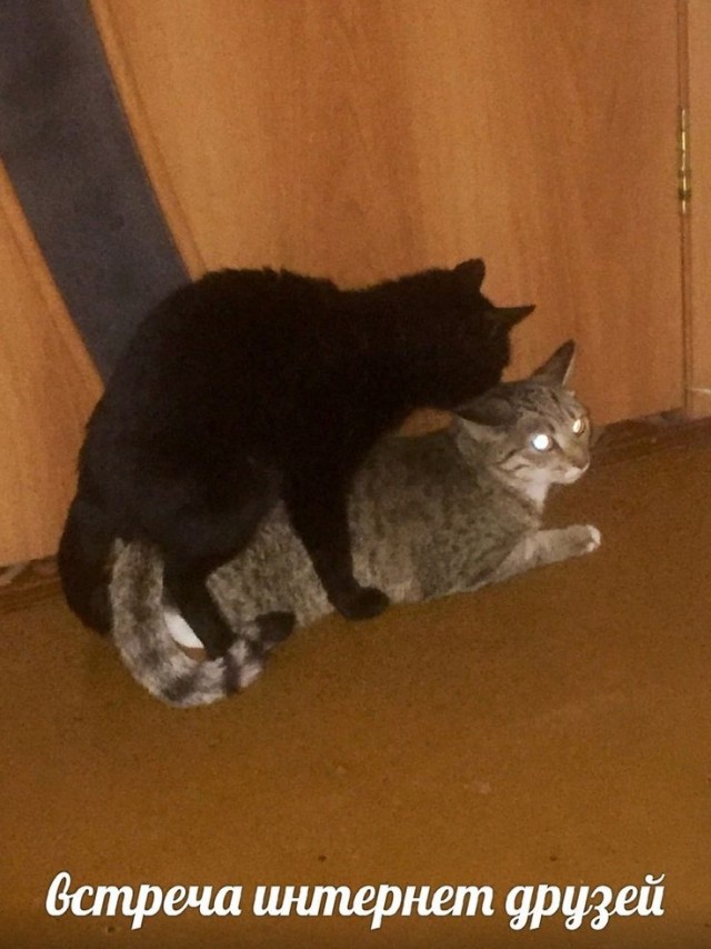 Ищу нового друга и напарника для игр.