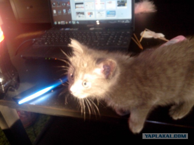 Котовторник  30.07.2013