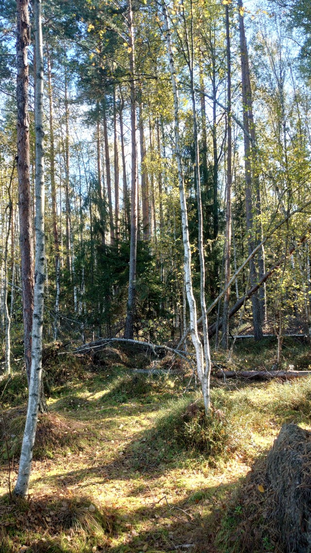 Все краски осени