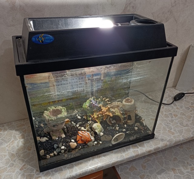 Аквариум бесплатно.