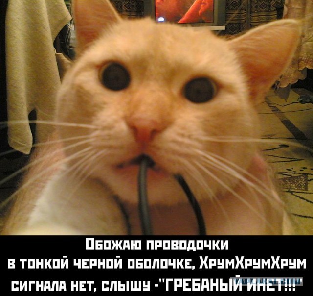 Попался!