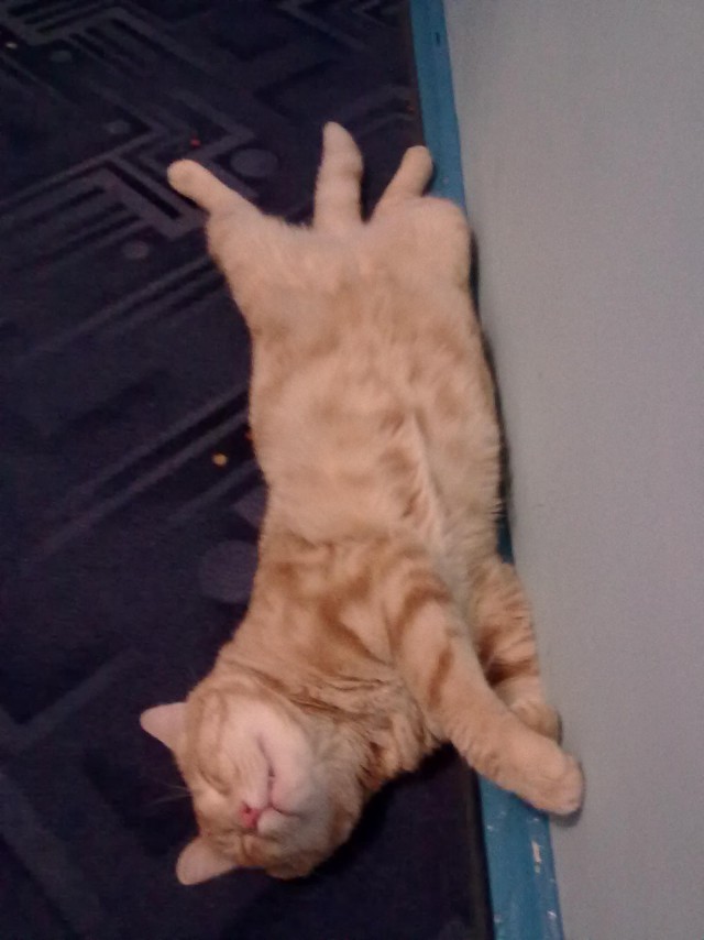 Забавный котикс
