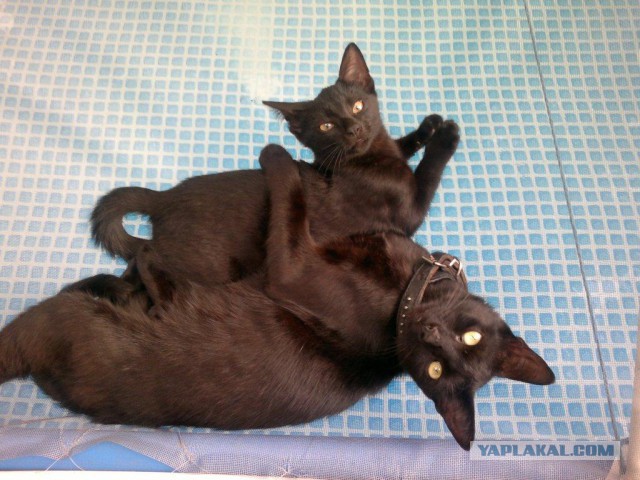 Котовторник 25.02.2014