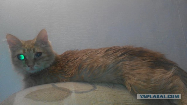 Знакомьтесь - это Персик!