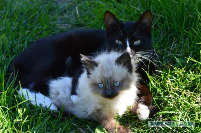 Котовторник  08.04.2014