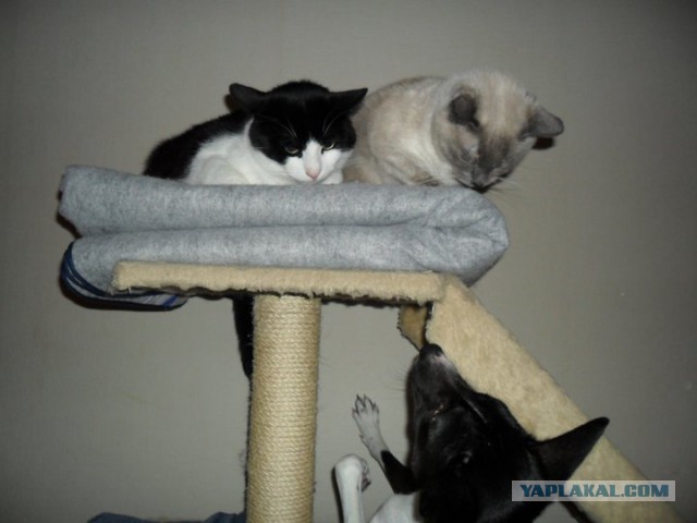 Коты и собаки