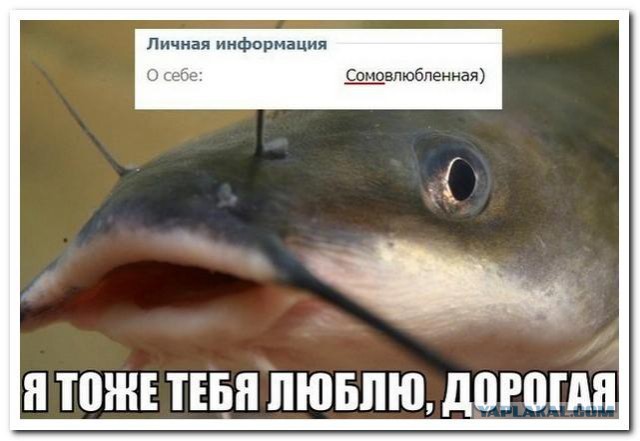 Смешные комментарии из социальных сетей (40 фото)