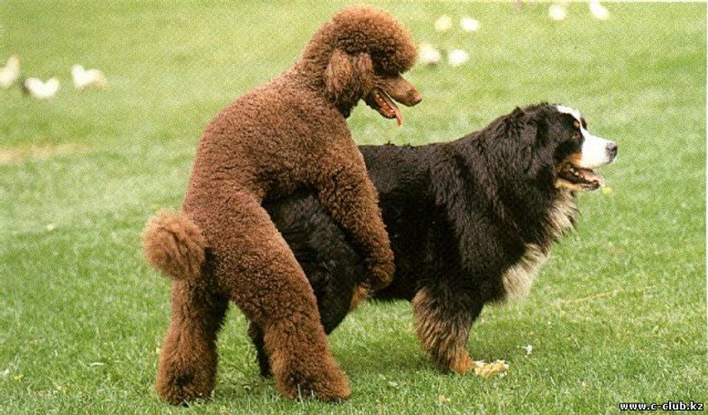 Секс на глазах у всех