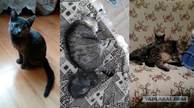 Котовторник 16.12.2014