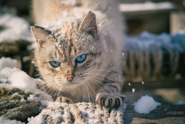 Деревенский кот Кокос.