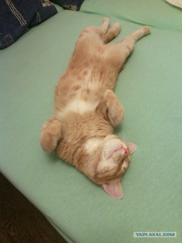 Котовторник