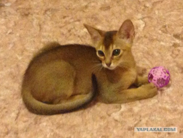 Котовторник 16.06.2015., Котовторник наступил!