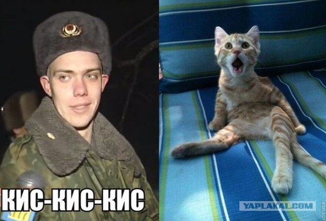 Известные котомемы.
