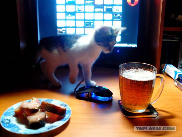 Котовторник  21.07.2015