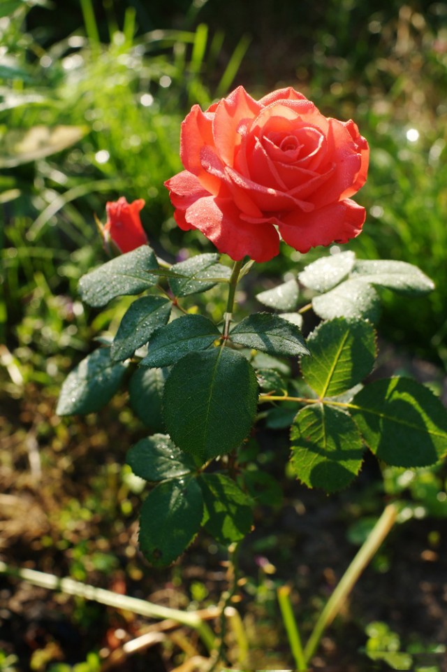 Золотая осень