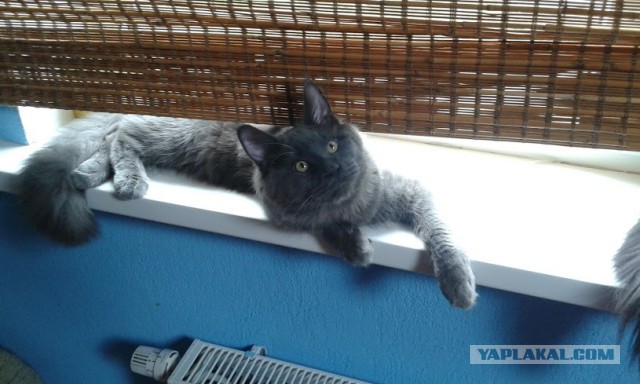 Котовторник 28.07.2015