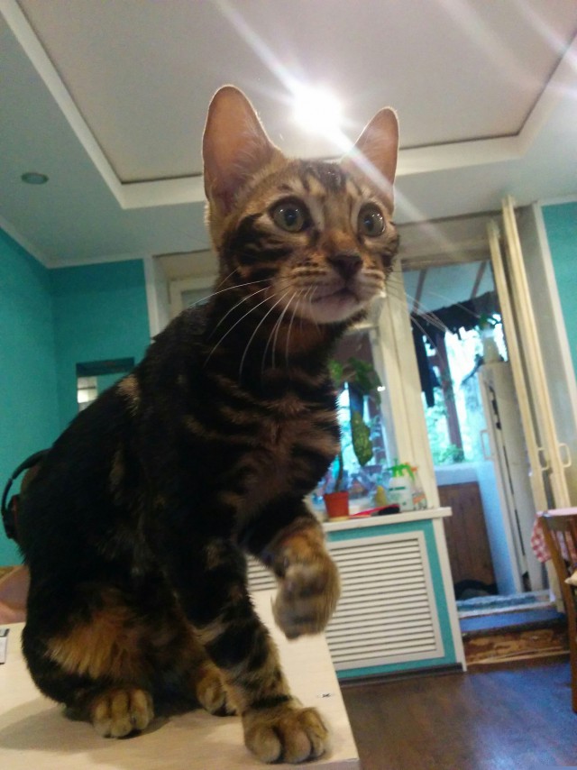 Котовторник 28.07.2015