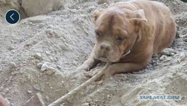 Во Франции закопали собаку живьем