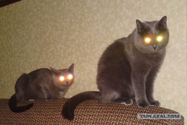 Котовторник 15-09-2015 !