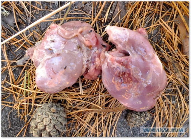 Водяной кролик