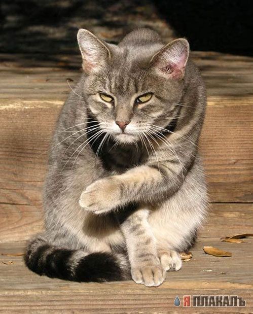 Кот-районег