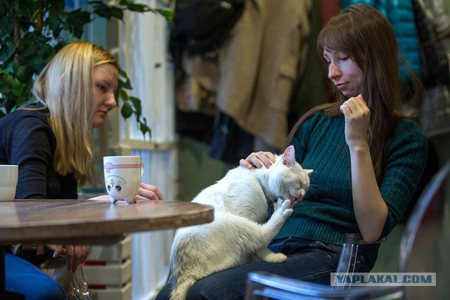 Депутат Мосгордумы предложила запретить кошек в котокафе