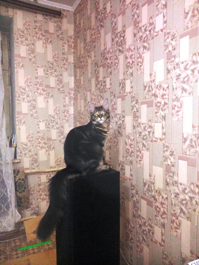 Небольшой фото-отчет ко втонику: мейн-кун Шелдон Купер