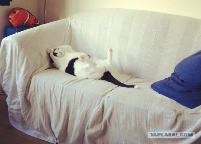 КотоВторник 26.04.2016