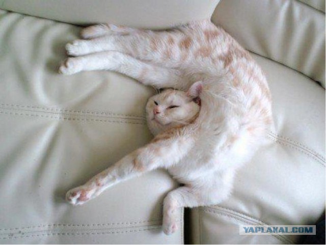 Кото-вторник 24 Мая 2016го :)