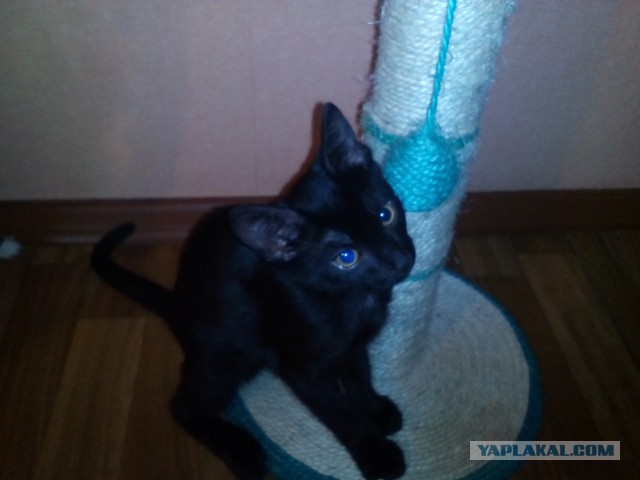Котовторник 21.06.16