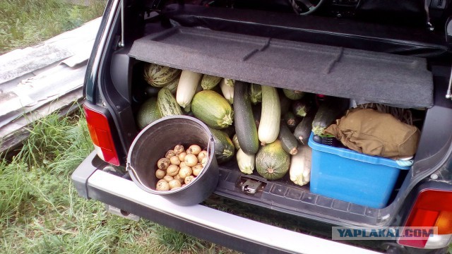 Картошка в мешках. Что из этого вышло