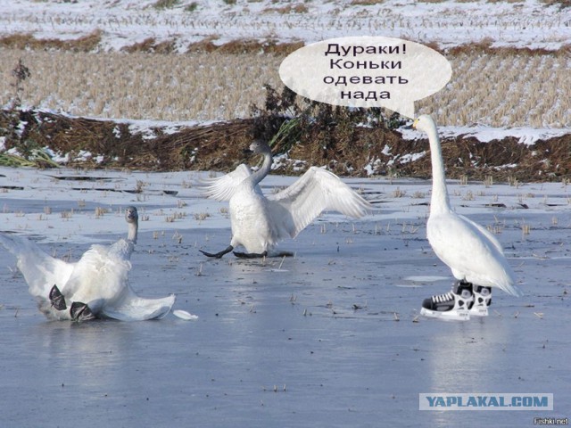 В преддверии упоротой пятницы