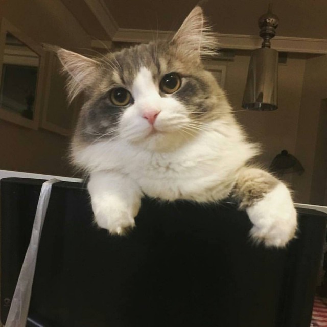 Коты из сети