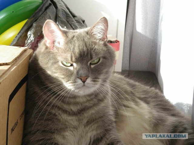 Котовторник  31.01.2017