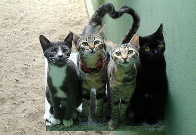 Коты и Кошки