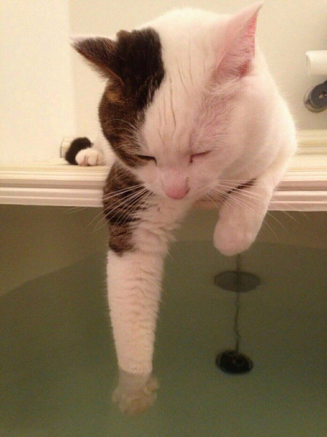 Коты и Кошки